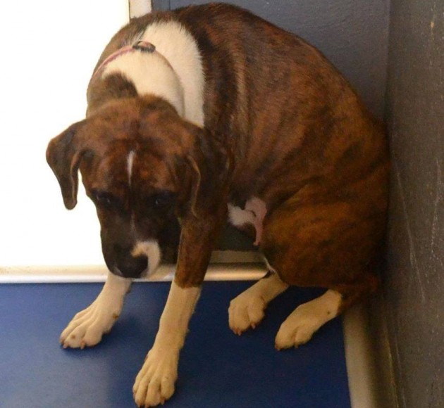 The-Photo-That-Made-the-World-Cry-A-Dog-is-Begging-Owner-Not-to-Leave-Her-Behind-3