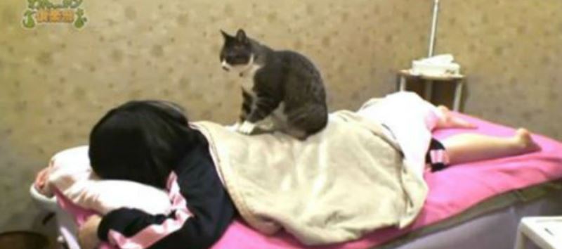New Massage Trend: Now You Can Get a Massage From A Cat - Women Daily