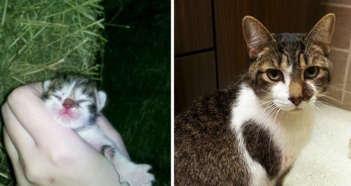 Heartbreaking-First-And-Last-Pictures-Of-Pets-That’ll-Make-You-Want-To-Hug-Your-Pet-16