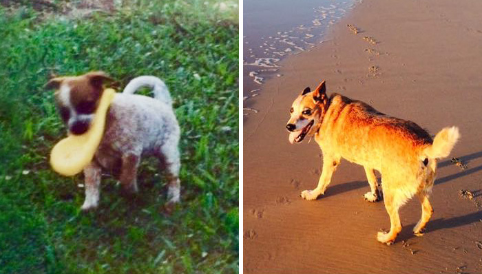 Heartbreaking-First-And-Last-Pictures-Of-Pets-That’ll-Make-You-Want-To-Hug-Your-Pet-19