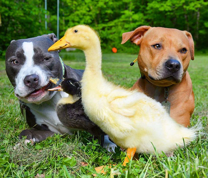 One-Couple-Rescued-Four-Dogs-a-Cat-and-Two-Ducklings-And-This-Is-How-They-Live-Now-12