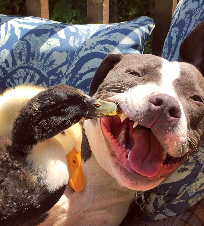 One-Couple-Rescued-Four-Dogs-a-Cat-and-Two-Ducklings-And-This-Is-How-They-Live-Now-3