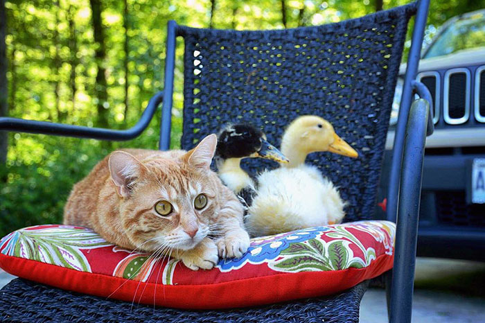 One-Couple-Rescued-Four-Dogs-a-Cat-and-Two-Ducklings-And-This-Is-How-They-Live-Now-8