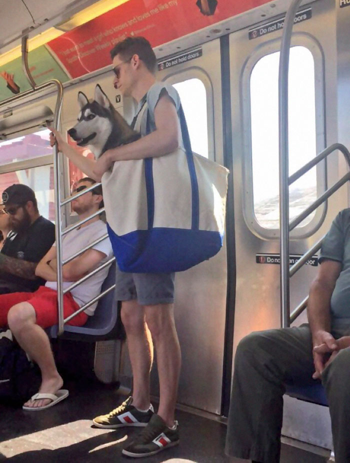 This-Happens-When-Dogs-Aren’t-Allowed-On-The-New-York-Subway-Unless-They’re-In-A-Carrier-1