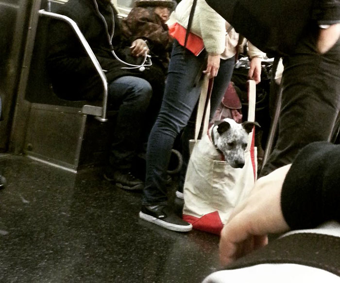 This-Happens-When-Dogs-Aren’t-Allowed-On-The-New-York-Subway-Unless-They’re-In-A-Carrier-4