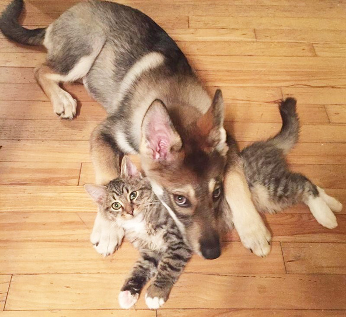 This-Husky-Was-Taken-to-a-Shelter-to-Pick-A-Kitten-For-Her-Friend-1