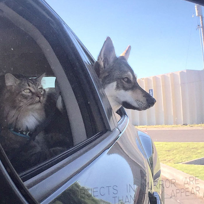This-Husky-Was-Taken-to-a-Shelter-to-Pick-A-Kitten-For-Her-Friend-10