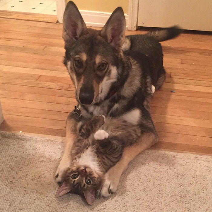 This-Husky-Was-Taken-to-a-Shelter-to-Pick-A-Kitten-For-Her-Friend-4