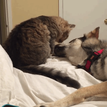 This-Husky-Was-Taken-to-a-Shelter-to-Pick-A-Kitten-For-Her-Friend-5