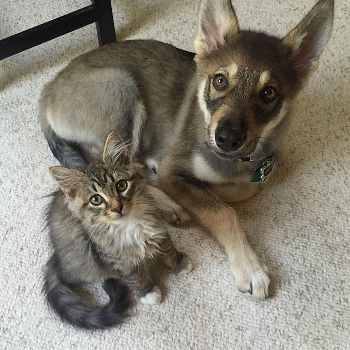 This-Husky-Was-Taken-to-a-Shelter-to-Pick-A-Kitten-For-Her-Friend-7