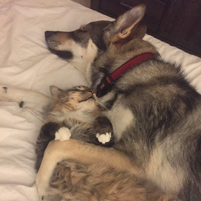 This-Husky-Was-Taken-to-a-Shelter-to-Pick-A-Kitten-For-Her-Friend-9