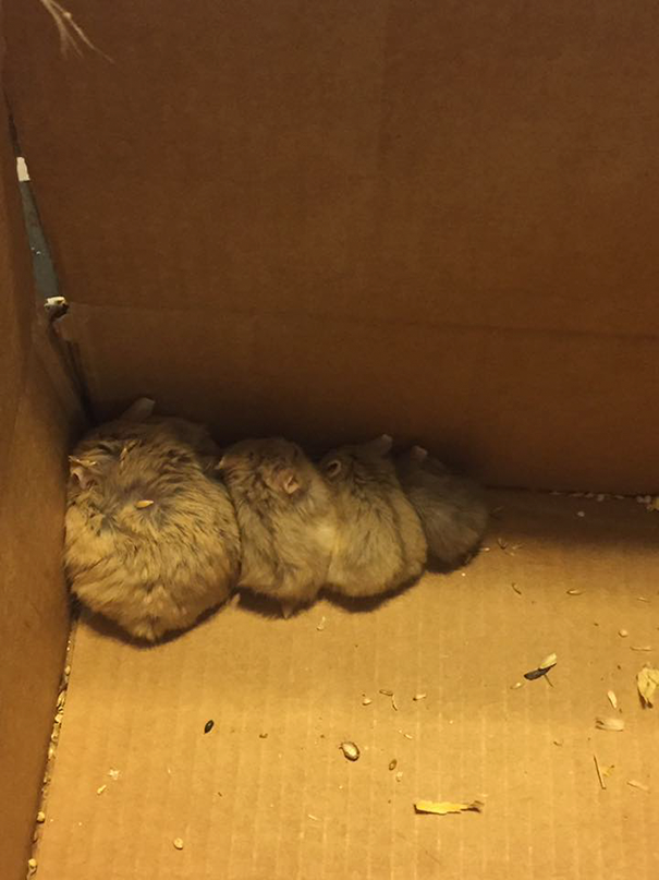 Two-Pokemon-Go-Players-Found-27-Abandoned-Animals-While-They-Were-on-a-Mission-1