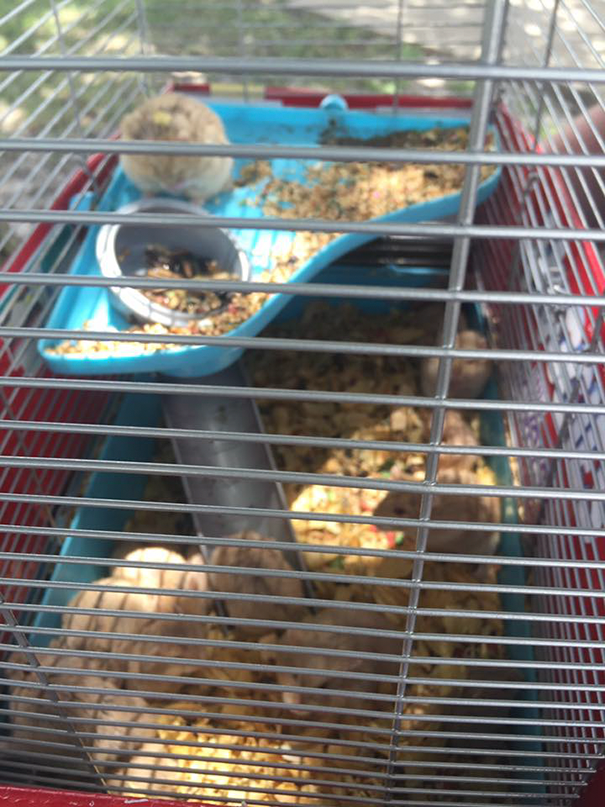 Two-Pokemon-Go-Players-Found-27-Abandoned-Animals-While-They-Were-on-a-Mission-2