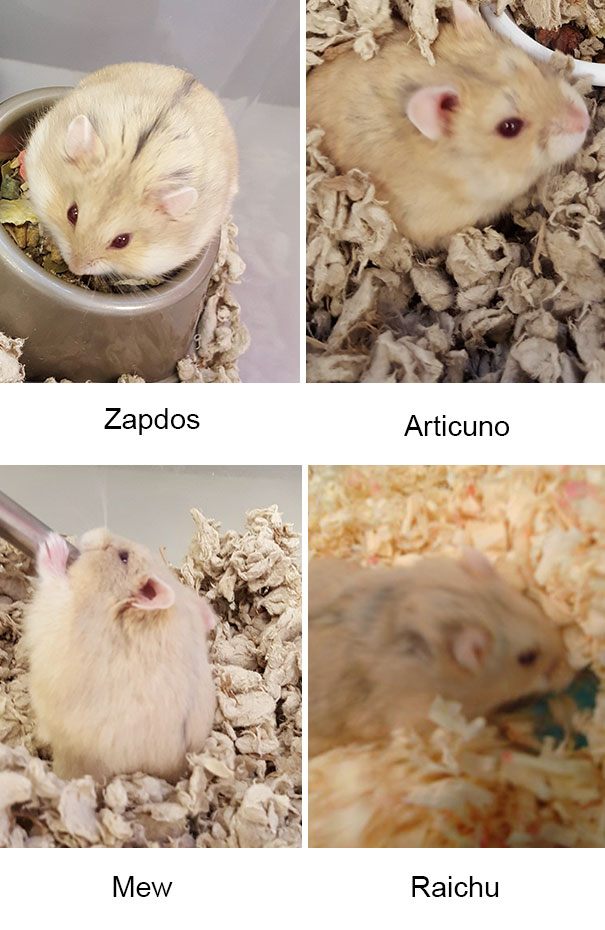 Two-Pokemon-Go-Players-Found-27-Abandoned-Animals-While-They-Were-on-a-Mission-4