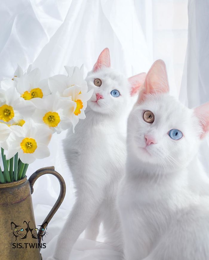 Iriss-and-Abyss-The-Most-Beautiful-Twin-Cats-In-The-World-1