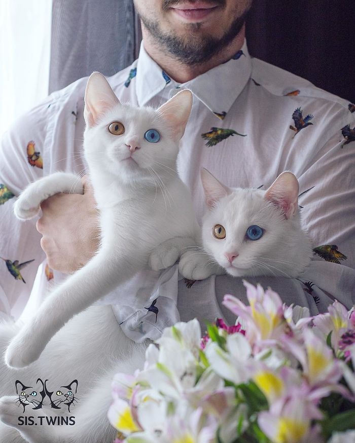 Iriss-and-Abyss-The-Most-Beautiful-Twin-Cats-In-The-World-12