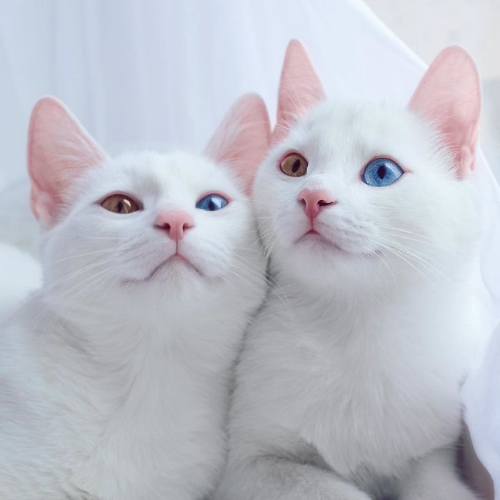 Iriss-and-Abyss-The-Most-Beautiful-Twin-Cats-In-The-World-2