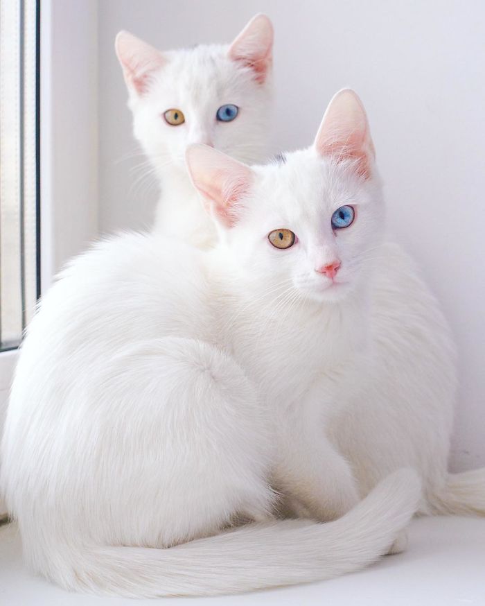 Iriss-and-Abyss-The-Most-Beautiful-Twin-Cats-In-The-World-3