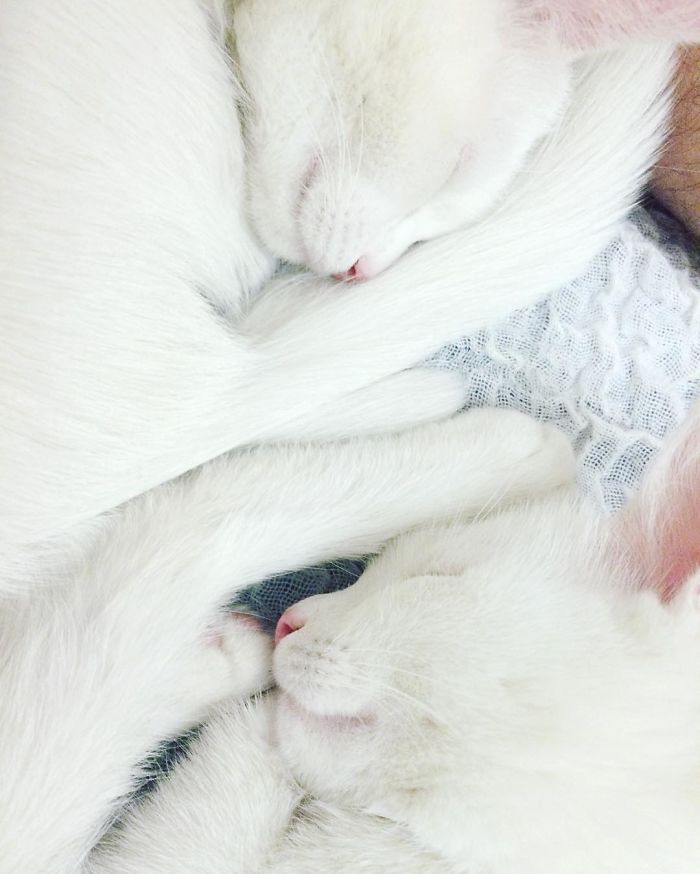Iriss-and-Abyss-The-Most-Beautiful-Twin-Cats-In-The-World-5