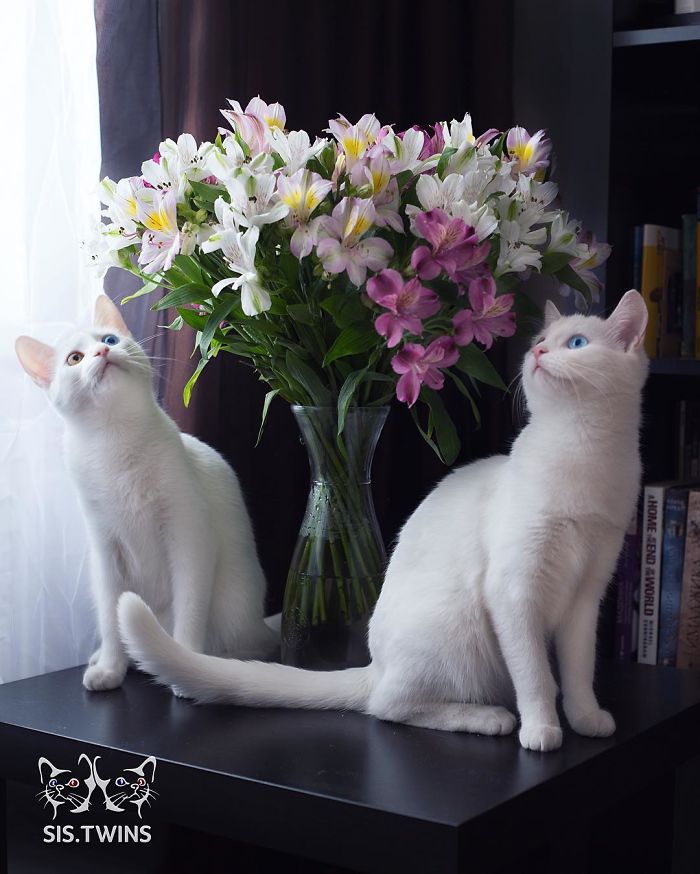 Iriss-and-Abyss-The-Most-Beautiful-Twin-Cats-In-The-World-6