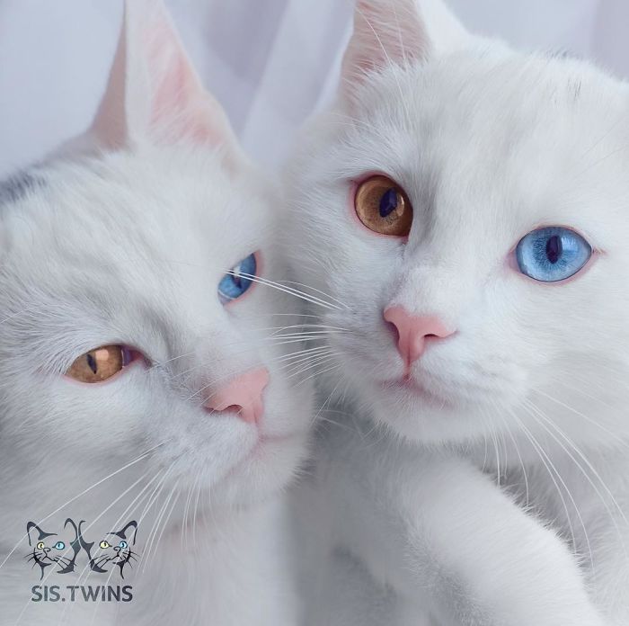 Iriss-and-Abyss-The-Most-Beautiful-Twin-Cats-In-The-World-8