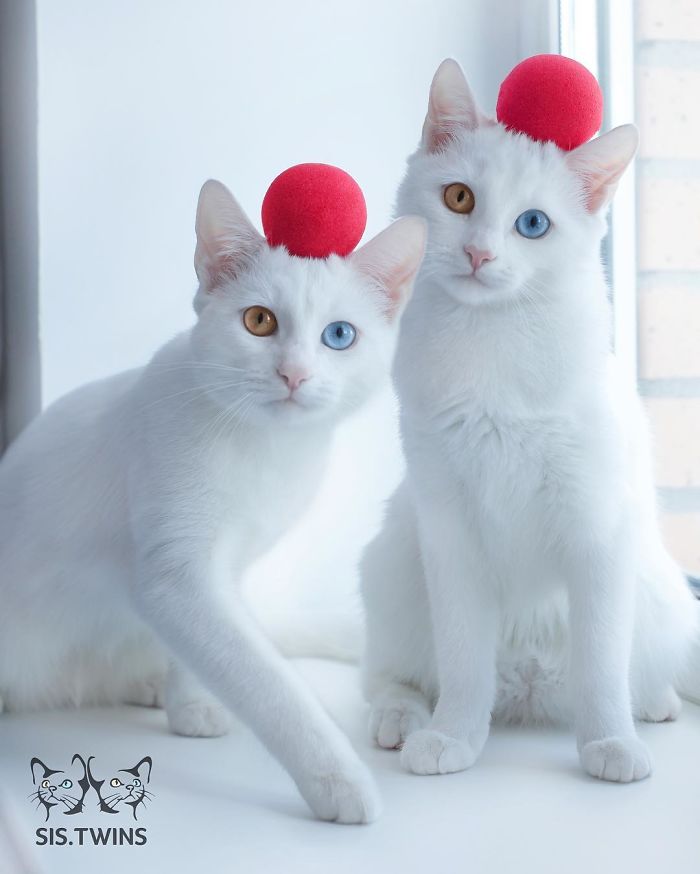 Iriss-and-Abyss-The-Most-Beautiful-Twin-Cats-In-The-World-9