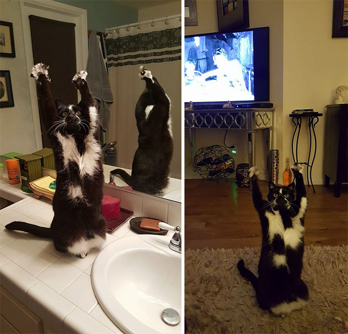 Meet-Keys-The-Cat-That-Puts-Her-Paws-In-The-Air-All-the-Time-And-Nobody-Knows-Why-10