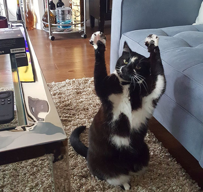 MeetKeysTheCatThatPutsHerPawsInTheAirAlltheTimeAndNobody