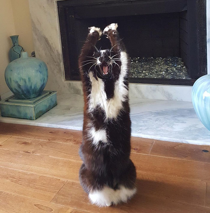 Meet-Keys-The-Cat-That-Puts-Her-Paws-In-The-Air-All-the-Time-And-Nobody-Knows-Why-3