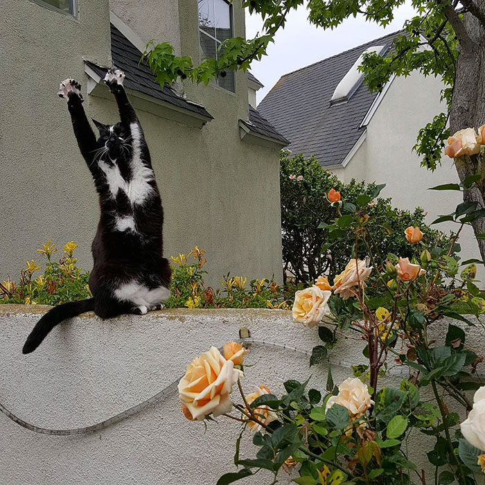 Meet Keys, The Cat That Puts Her Paws In The Air All the Time And