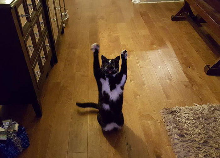 Meet-Keys-The-Cat-That-Puts-Her-Paws-In-The-Air-All-the-Time-And-Nobody-Knows-Why-5