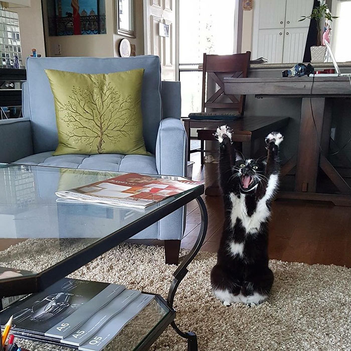 Meet-Keys-The-Cat-That-Puts-Her-Paws-In-The-Air-All-the-Time-And-Nobody-Knows-Why-6