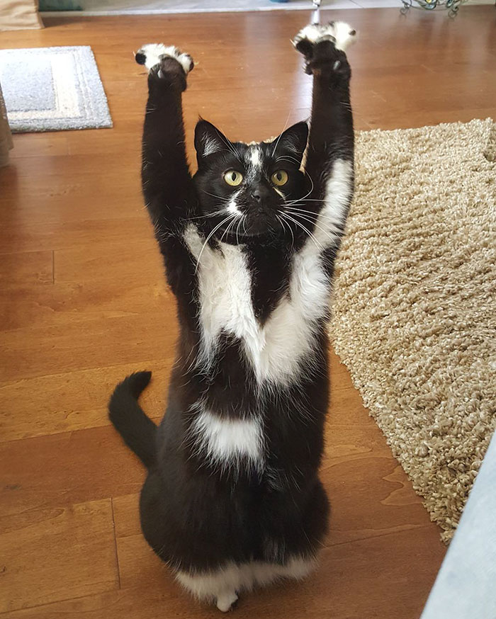 Meet-Keys-The-Cat-That-Puts-Her-Paws-In-The-Air-All-the-Time-And-Nobody-Knows-Why-7