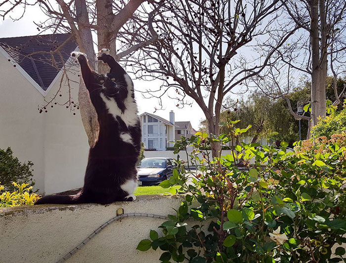 Meet-Keys-The-Cat-That-Puts-Her-Paws-In-The-Air-All-the-Time-And-Nobody-Knows-Why-8