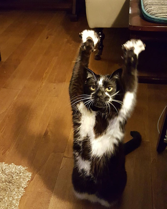 Meet-Keys-The-Cat-That-Puts-Her-Paws-In-The-Air-All-the-Time-And-Nobody-Knows-Why-9