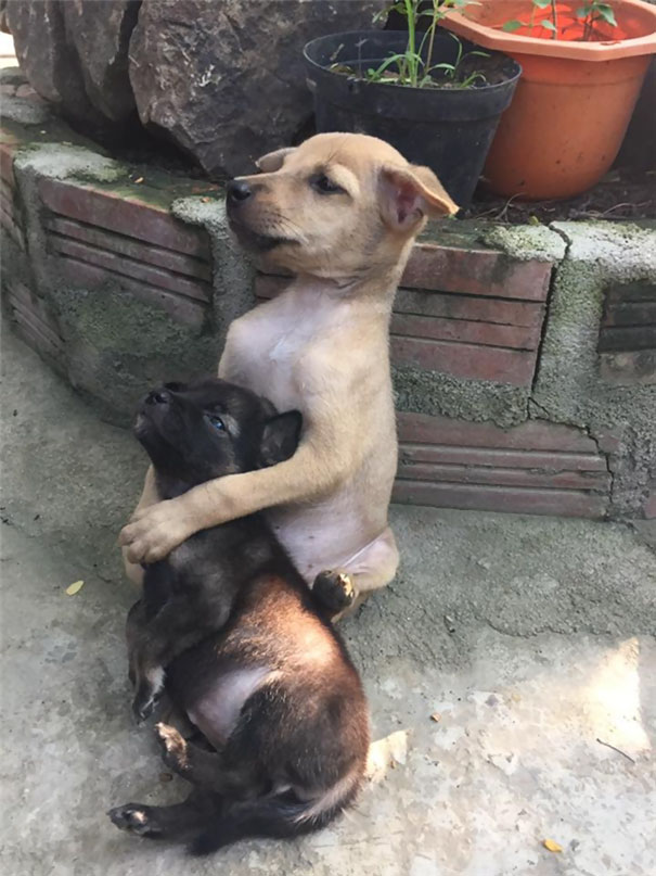 Stray-Puppies-Won’t-Stop-Hugging-Each-Other-Since-They-Were-Rescued-by-Buddhist-Nuns-2