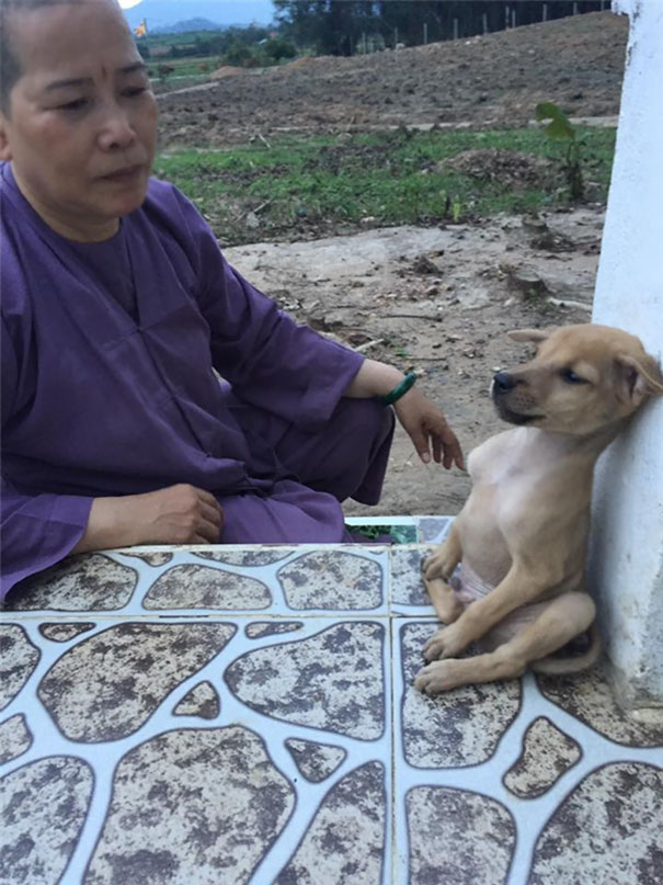 Stray-Puppies-Won’t-Stop-Hugging-Each-Other-Since-They-Were-Rescued-by-Buddhist-Nuns-8