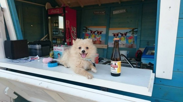 first-beach-bar-for-dogs-croatia-better-serve-dogs-2