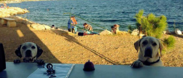 first-beach-bar-for-dogs-croatia-better-serve-dogs-5