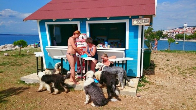 first-beach-bar-for-dogs-croatia-better-serve-dogs-6