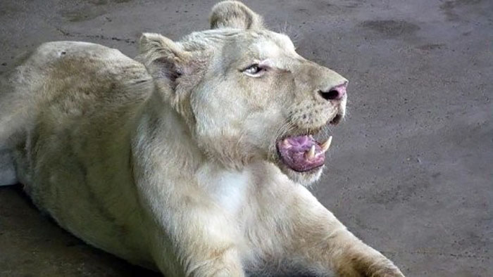 wildlife-rescue-lions-dying-love-2