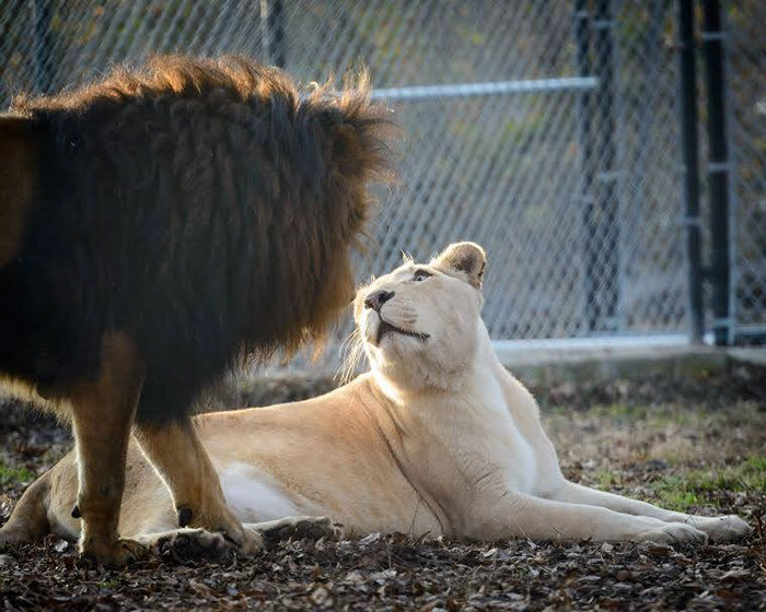 wildlife-rescue-lions-dying-love-3