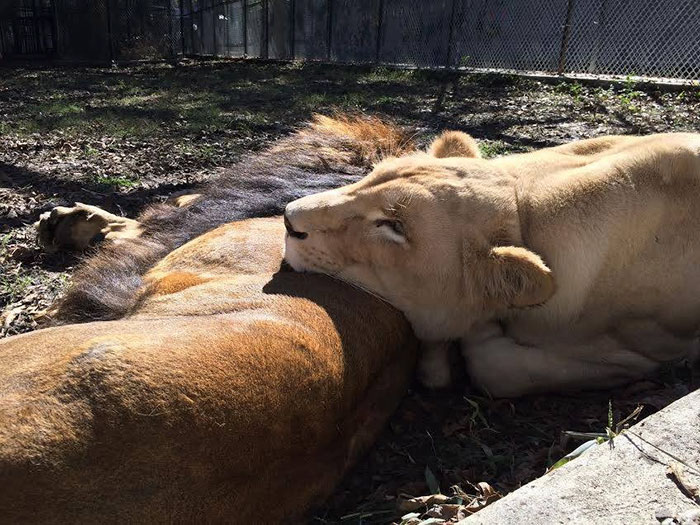 wildlife-rescue-lions-dying-love-8