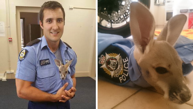 baby-kangaroo-thinks-policeman-saved-life-mother-1