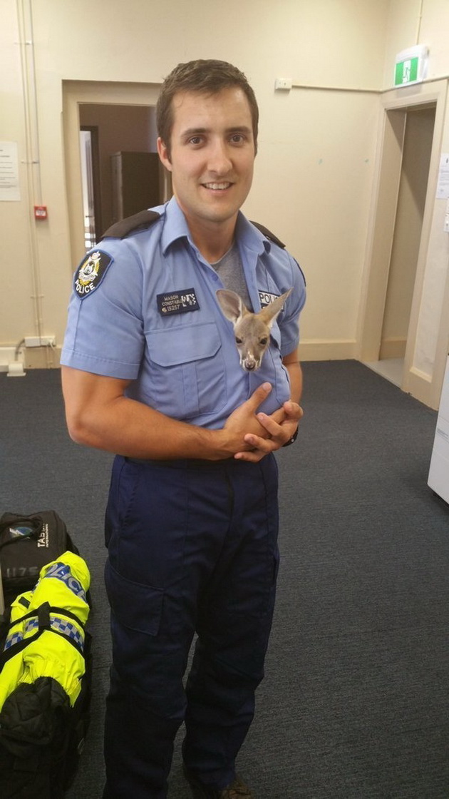 baby-kangaroo-thinks-policeman-saved-life-mother-3