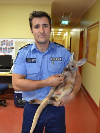 baby-kangaroo-thinks-policeman-saved-life-mother-4