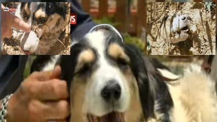 old-dog-shot-40-times-head-buried-alive-luckily-saved-time-1