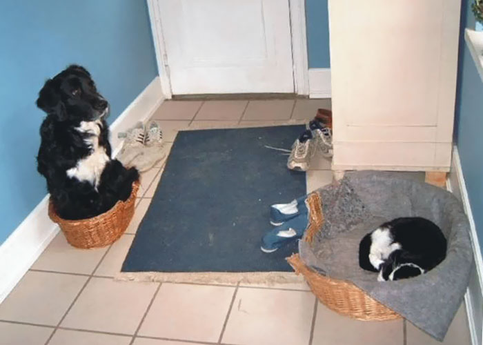 take-look-cats-stole-dog-beds-didnt-care-1
