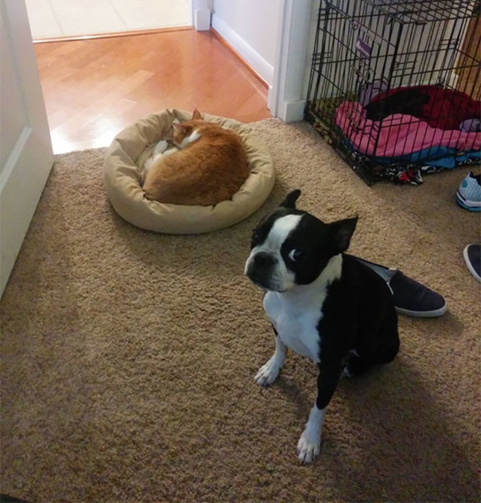 take-look-cats-stole-dog-beds-didnt-care-10