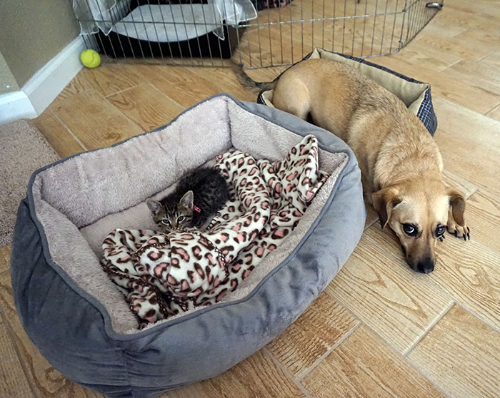 take-look-cats-stole-dog-beds-didnt-care-11